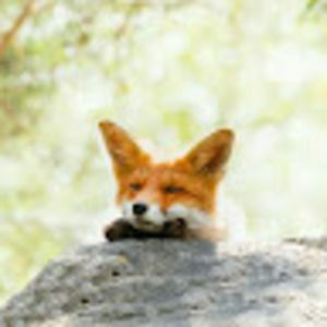 Meet your Posher, Anne